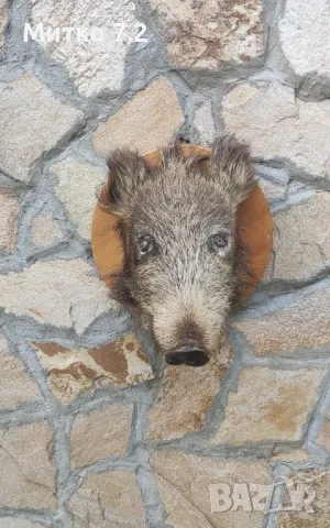  Ловен трофей, снимка 6 - Други - 47304699