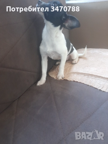 Чихуахуа , снимка 8 - Чихуахуа - 52774225