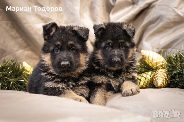 Елитни немски овчарки