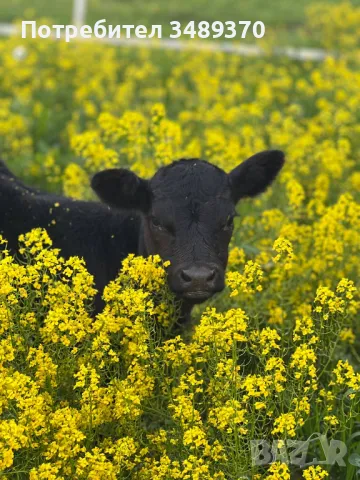 Търся съмишленици,съкооператори,акционери,инвеститори за създаване на промишлена ферма , снимка 3 - Продажба или споделяне на готов бизнес - 49588048