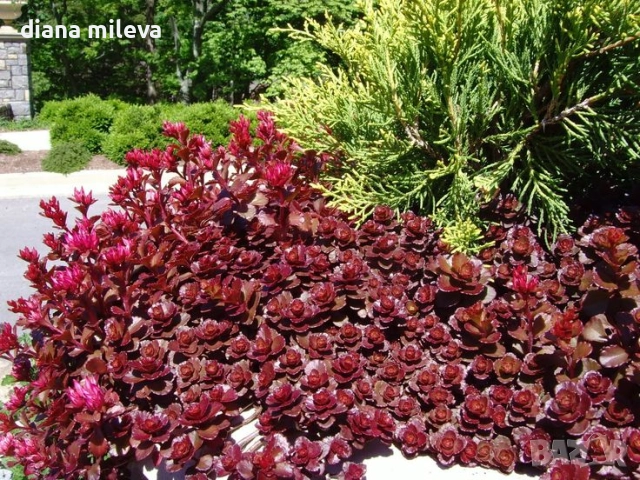 Червен седум Пурпурна Зима, Sedum spirium " Purpur Winter ", снимка 3 - Градински цветя и растения - 46784135