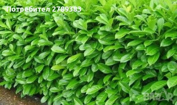 Лавровишна Новита