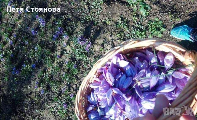 Шафранови луковици, снимка 9 - Домашни продукти - 50898714