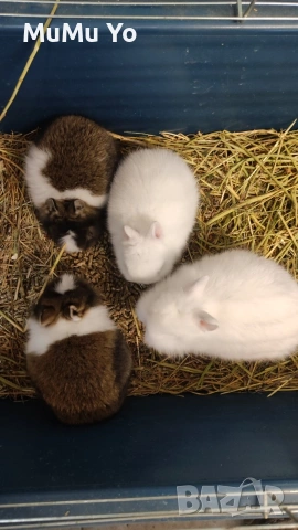 Декоративно зайче / заек, снимка 5 - Декоративни зайчета - 48443654