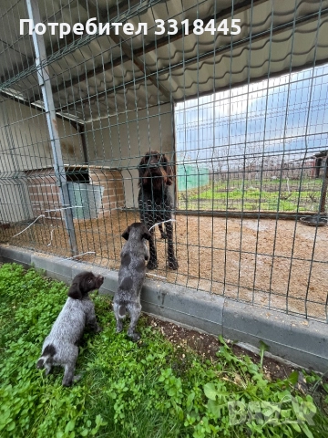 Дратхаар , снимка 5 - Дратхаар - 52884984