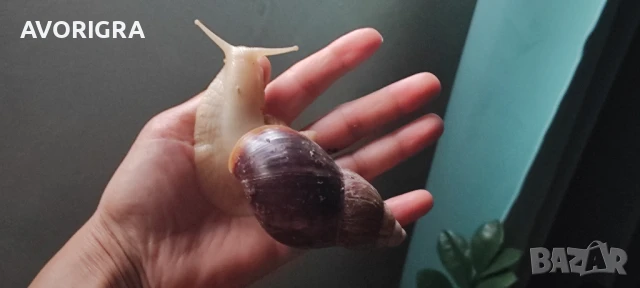 Африкански охлюви гигант, снимка 1