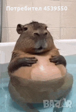 Разхождане на кучета, снимка 1