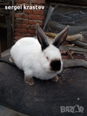 зайци, снимка 2 - Други животни - 27376415