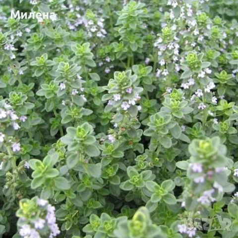 Разсад Лимонена Мащерка / Thymus citriodorus , снимка 4 - Разсади - 52021339