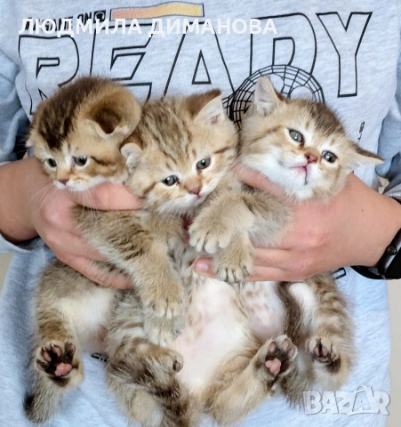 Шотландски мъжки със зелени очи. , снимка 3 - Британска късокосместа - 53594307