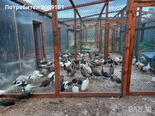 Ферма за пауни с.Сусам продава 20 разновидности пауни на различна възраст, снимка 3 - други­ - 33913413