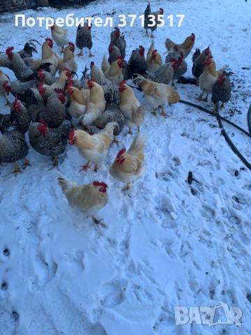  Домашни петли 12.50, снимка 5 - Кокошки и пуйки - 53255990