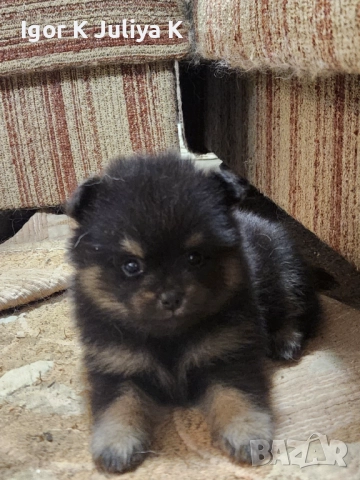 Померанчета, пухави топки, снимка 5 - Померан - 52677456