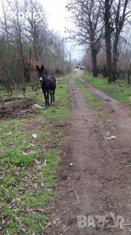 Продавам магаре в идеално състояние, снимка 3 - Други - 28381730