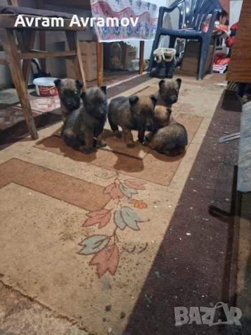 Белгииска овчарка малиноа