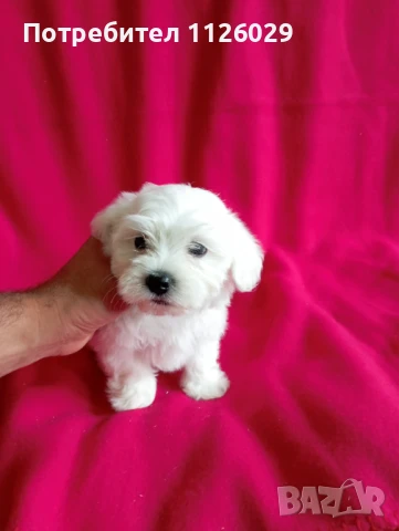 Малтийски болонки момче и момиче , снимка 1