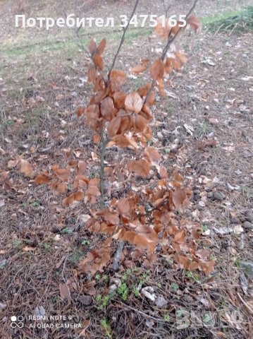 Бук (Fagus sylvatica), снимка 4 - Градински цветя и растения - 40173216