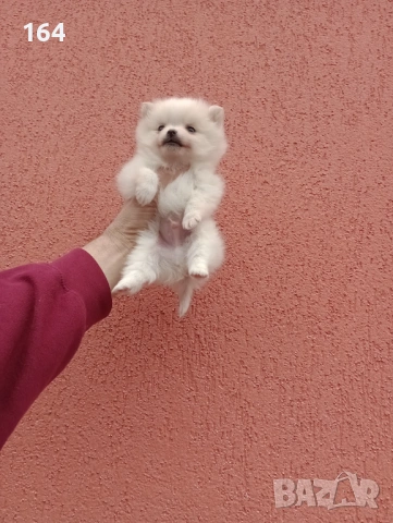 Миниатюрно мини момче. Померанче. Реални снимки от 13.02.26 г. , снимка 2 - Немски шпиц - 53472747