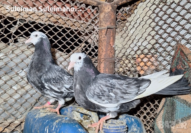 Свободни неврени 2 женски може бартер за мъшки 