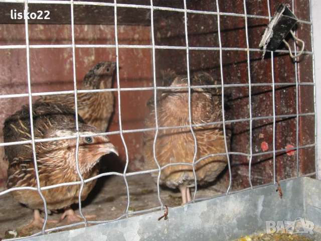 продавам ПЪДПЪДЪЦИ , снимка 3 - други­ - 50963771