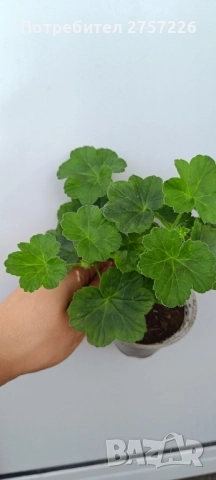 Millfield rose , снимка 6 - Стайни растения - 52510003