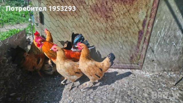 Джинки отлично гледани, снимка 4 - Кокошки и пуйки - 44222860