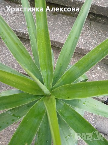 Палма Юка, снимка 1 - Стайни растения - 43115976