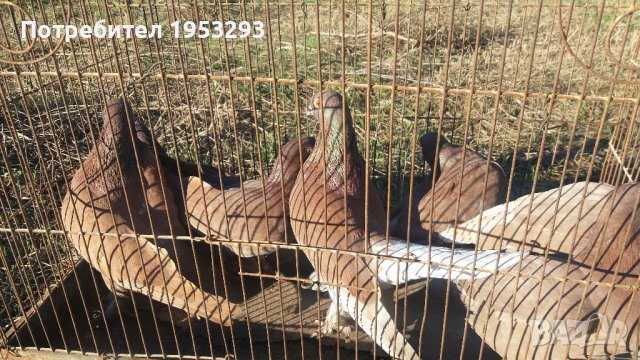 Елитни френски типлери бели и червени, снимка 4 - Гълъби - 34660429