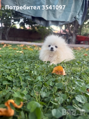 Продавам мини шпиц , снимка 5 - Немски шпиц - 51705534