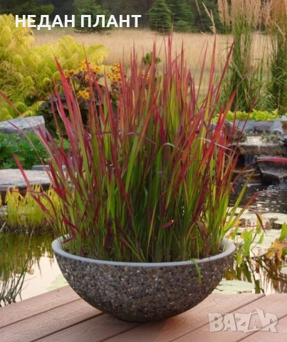 Императа "Червен барон", снимка 2 - Градински цветя и растения - 51983539