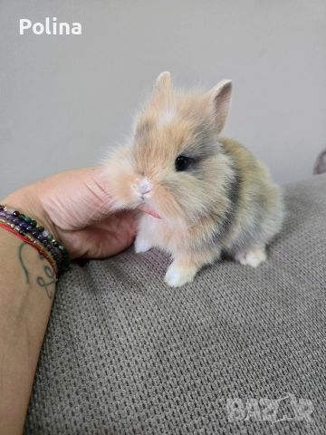 Мини лъвска глава , снимка 5 - Декоративни зайчета - 52921008