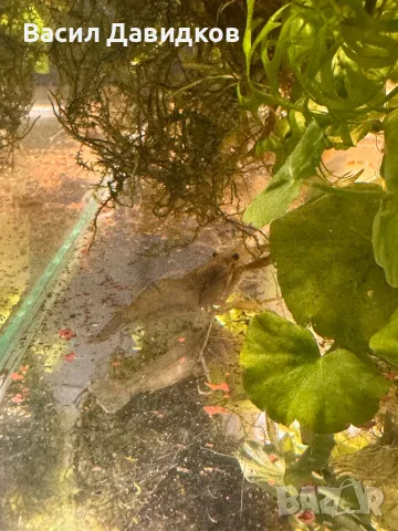 Живородни рибки  Плата, Гупа , Милинезия , снимка 8 - Рибки - 48259225