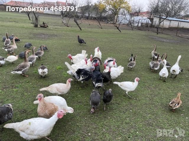 Продавам домашни отглеждани пуйки,гъски,патици и токачки, снимка 2 - Кокошки и пуйки - 52804072