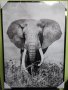  Голяма Картина платно Слон , снимка 1 - Картини - 39947893