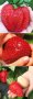 100 гигантски ягодови семена от плод ягода ягоди органични плодови ягодови семена от вкусни ягоди от, снимка 7
