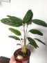 Калатея кадифе, сем. Марантови, снимка 6