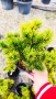 Pinus mugo Dezember gold(Клек Декемврийско злато), снимка 3