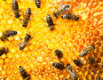 Записване за пчелни отводки-дадан блат