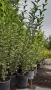 Лигуструм , снимка 6