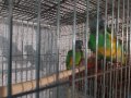 Сенегалски папагали чифт , снимка 3
