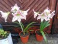 Продавам цветя Амарилис, преди цъфтеж - бели с червени ивици, снимка 2