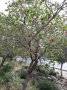 Ягодово дърво - Арбутус, снимка 6