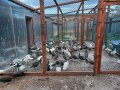 Ферма за пауни с.Сусам продава 20 разновидности пауни на различна възраст, снимка 3