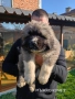 Кавказка овчарка , снимка 3