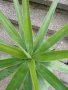 Палма Юка, снимка 1 - Стайни растения - 43115976