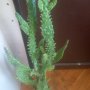 Голям мексикански кактус, снимка 1 - Стайни растения - 38065333