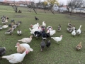 Продавам домашни отглеждани пуйки,гъски,патици и токачки, снимка 2