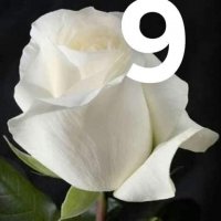 Корени готови за засаждане ” Черна Роза”, " Нефрит ", " Дъгова " внос Холандия, сертифицирани, снимка 6 - Градински цветя и растения - 32796152