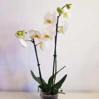 Oрхидея Phalaenopsis Mix15 (Бял Фаленопсис, 2 Цвет.), снимка 3 - Стайни растения - 44893121