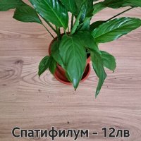 Спатифилум , снимка 1 - Стайни растения - 43700756